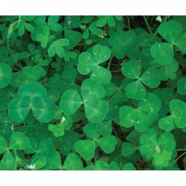 SEMI DI TRIFOGLIO SOTTERRANEO