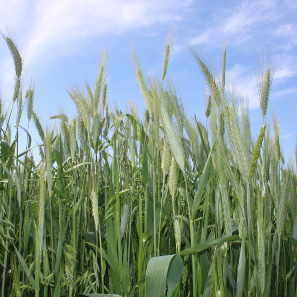 MISCUGLIO CEREAL SILO PLUS 20 KG - A CICLO MEDIO TARDIVO PER INSILA...