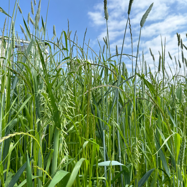 MISCUGLIO PETRUS 20 KG - A CICLO MEDIO TARDIVO PER FIENO, FIENO FAS...