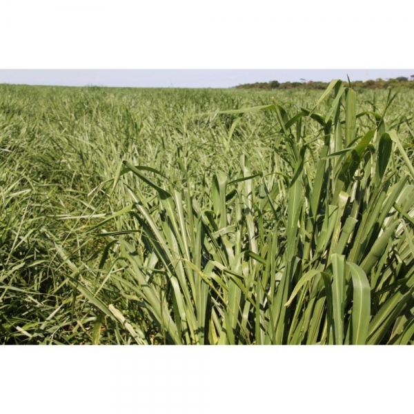 SEMI DI FESTULOLIUM FELINA - 25 KG