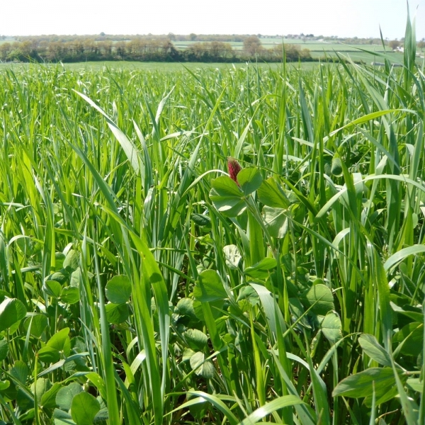 MISCUGLIO ALTUFEN ACID 20 KG - A CICLO PRECOCE PER PASCOLO INVERNAL...