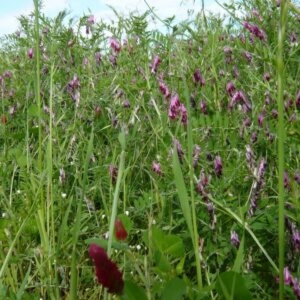 MISCUGLIO ALTUFEN BASIC 20 KG - A CICLO PRECOCE PER PASCOLO INVERNA...