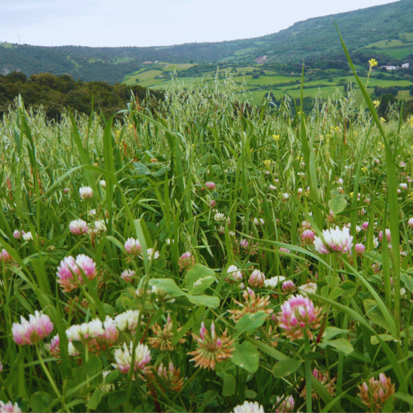 MISCUGLIO LESTRUMIX 20 KG - A CICLO PRECOCE PER PASCOLO, FIENO, FOR...