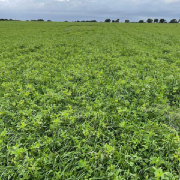 MISCUGLIO WINTER EXPRESS 22,5 KG - A CICLO MEDIO PRECOCE PER Pascol...