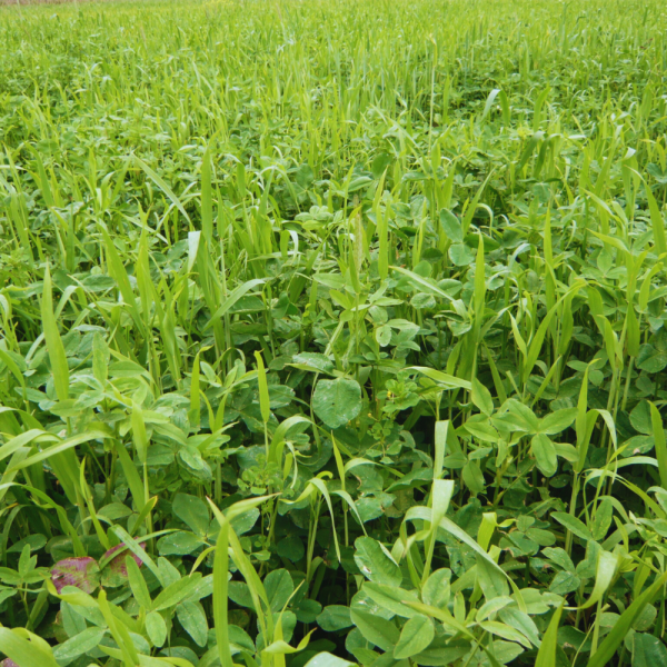 MISCUGLIO BASIC PASTURE 20 KG - A CICLO PRECOCE PER PASCOLO E TAGLI...