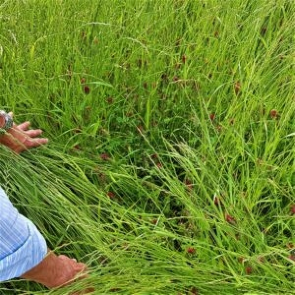 MISCUGLIO SCIUTTO BS 20 KG - PER FIENO