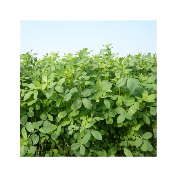 SEMI DI ERBA MEDICA FRIGOS BIOLOGICA  25 KG