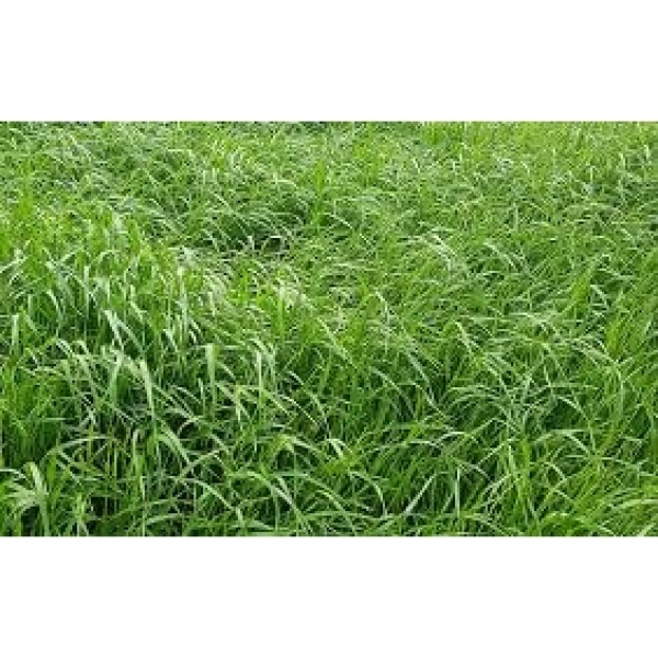 SEMI DI LOIETTO WEST.DIPLOIDE ANDREA BIOLOGICO 25 KG