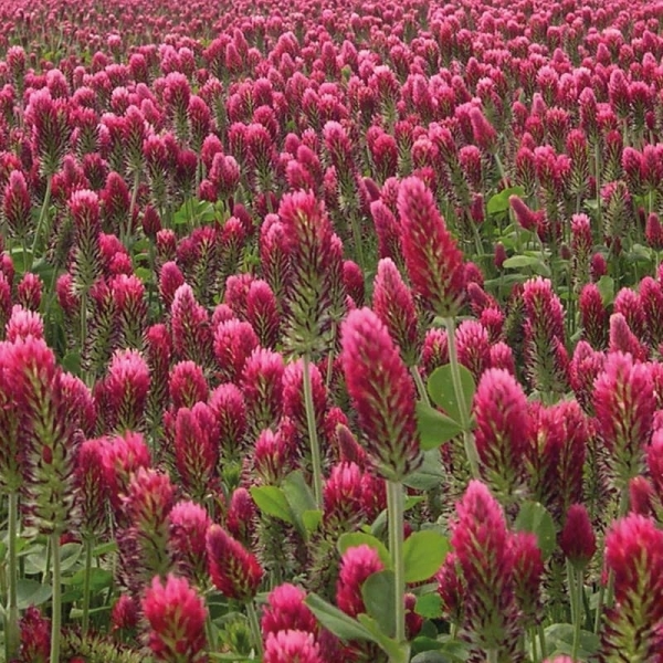 SEMI DI TRIFOGLIO INCARNATO VITERBO BIOLOGICO 25 KG