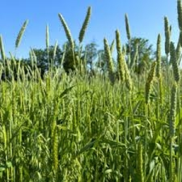 MIX DI SEMI CEREAL SILO BIOLOGICO 25 KG