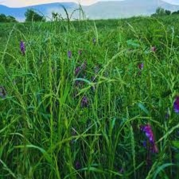 MIX DI SEMI SPONGEBOB BIOLOGICO 25 KG