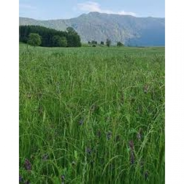 MISCUGLIO IRRIGUO PADANA 10 KG - PER FIENO E FORAGGIO VERDE