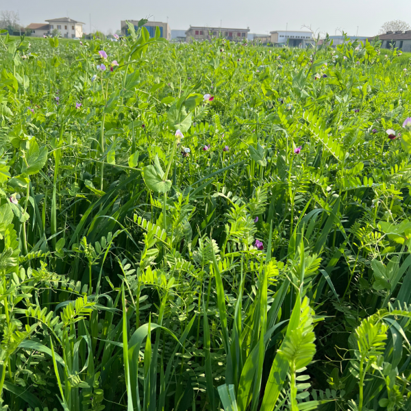 MISCUGLIO IRRIGUO PADANA 5 KG - PER FIENO E FORAGGIO VERDE