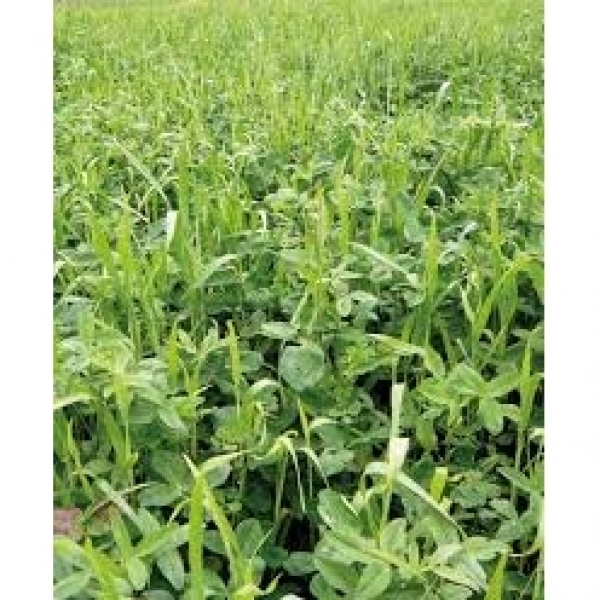 MISCUGLIO IRRIGUO PADANA 1 KG X 10 PZ - PER FIENO, FORAGGIO VERDE