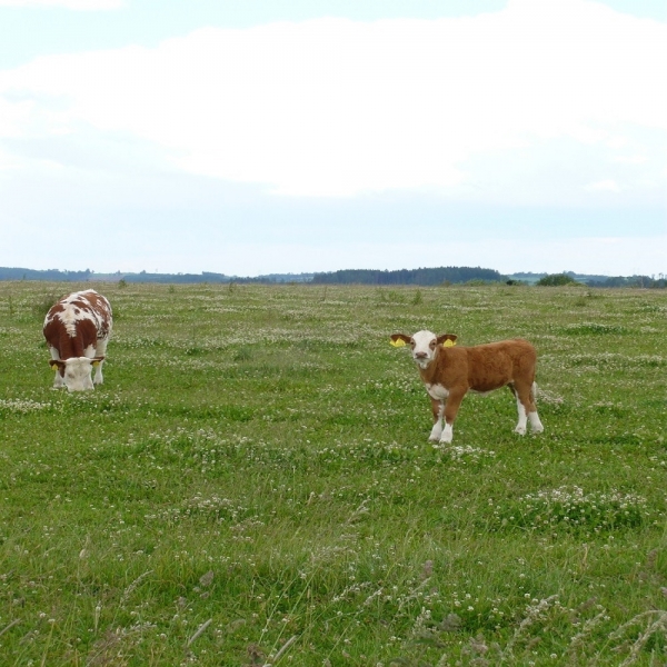 MISCUGLIO IRRIGUO BS 20 KG - PER FIENO/ FORAGGIO VERDE/ TRASEMINA