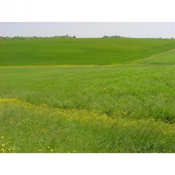 MISCUGLIO PRATO PASCOLO TUSCIA 10 KG - PER FIENO/ PASCOLO