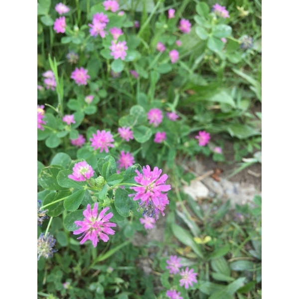 Miscuglio Gallura Super con Rizobio – 25 kg – Non trattato – ...