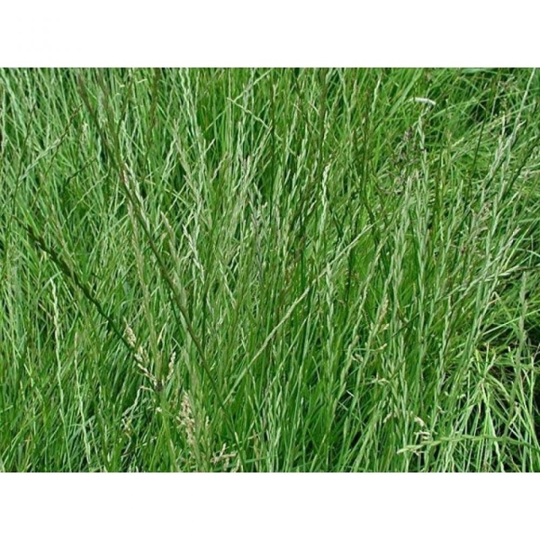 Miscuglio Pascolo Speciale Pascoli – 10 kg – Non trattato – P...