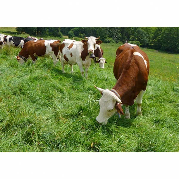 MISCUGLIO SPECIALE PASCOLI 10 KG - FIENO/PASCOLI/TRASEMINA