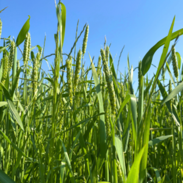 MISCUGLIO GRAMINACEE ELETTE 15 KG - PER FIENO E PASCOLO