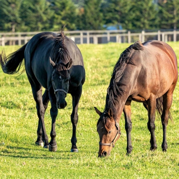 MISCUGLIO PASCOLO CAVALLI 15 KG - PER FIENO/PASCOLO