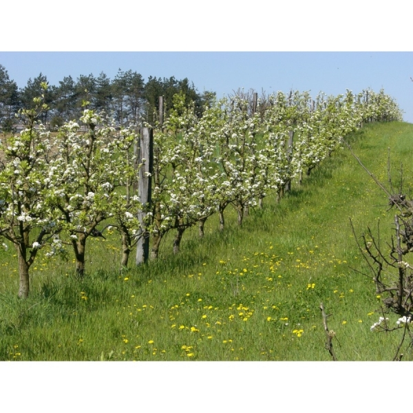 MISCUGLIO SOTTOFRUTTETO 5 KG - PER INERBIMENTO DI FRUTTETO E VIGNETO