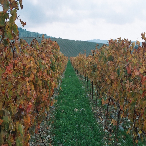 MISCUGLIO SOTTOVIGNETO 20 KG - PER INEBRIMENTO DI FRUTTETO E VIGNETO