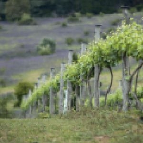 MISCUGLIO SOTTOVIGNETO 5 KG - PER INEBRIMENTO DI FRUTTETO E VIGNETO