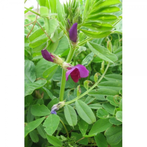 SEMI DI VECCIA COMUNE VARIETA' DS CLAUDIA - 25 KG NON TRATTATO