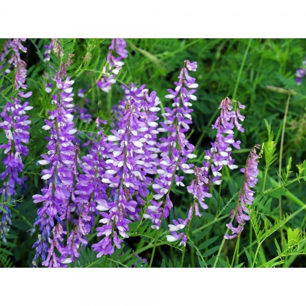 SEMI DI VECCIA VILLOSA VARIETA' ALTEZA- 25 KG NON TRATTATO