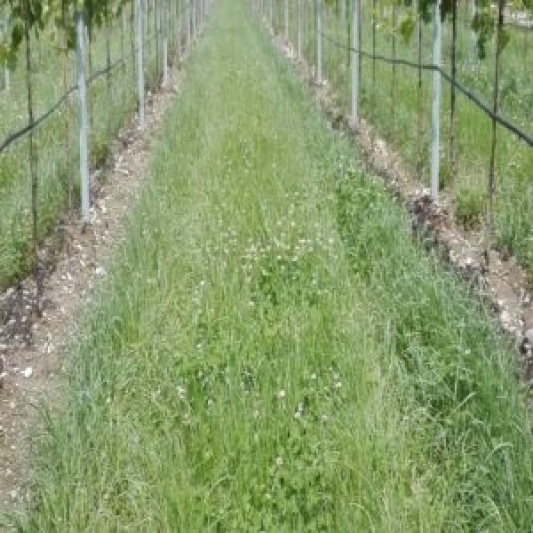 MISCUGLIO AUTORISEMINANTI 25 KG - PER INERBIMENTO DI FRUTTETO E VIG...