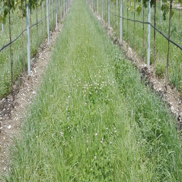 MISCUGLIO MORDENTE 10 KG -  INERBIMENTO PER COLTURE ARBOREE