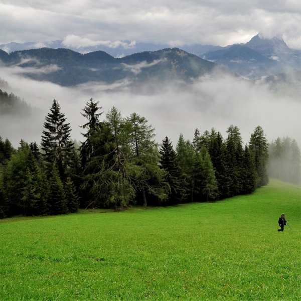 MISCUGLIO SKI 1000 FIORITO 25 KG - Inerbimento di piste da sci e ri...