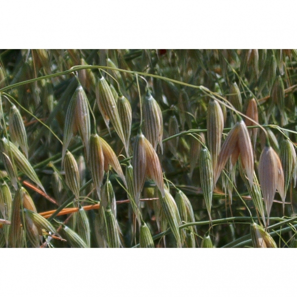 AVENA ROSSA PREVISION 2^RIP 30 KG NON TRATTATA