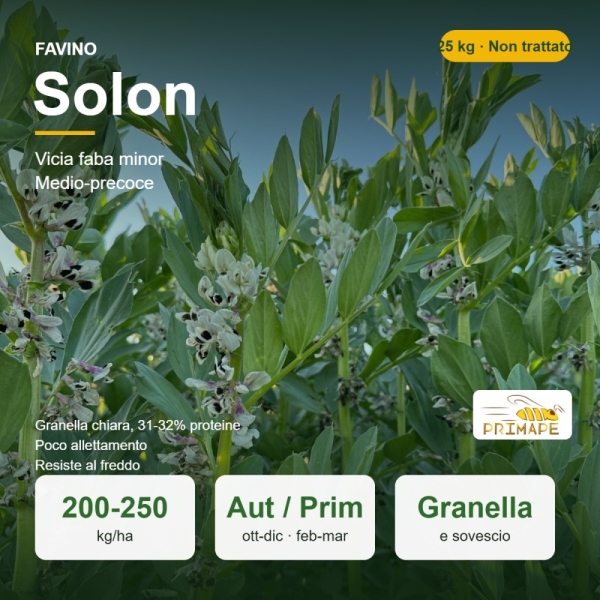 Semi di Favino Solon – 25 kg – Granella e Sovescio – Non trat...