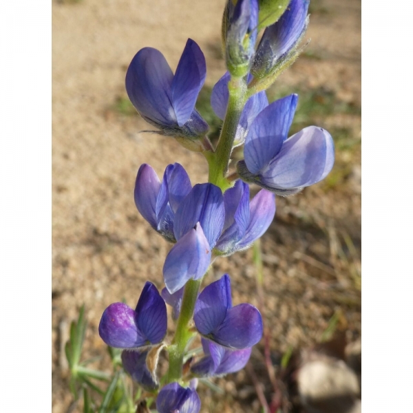 LUPINO A FOGLIE STRETTE LUNABOR 25 KG