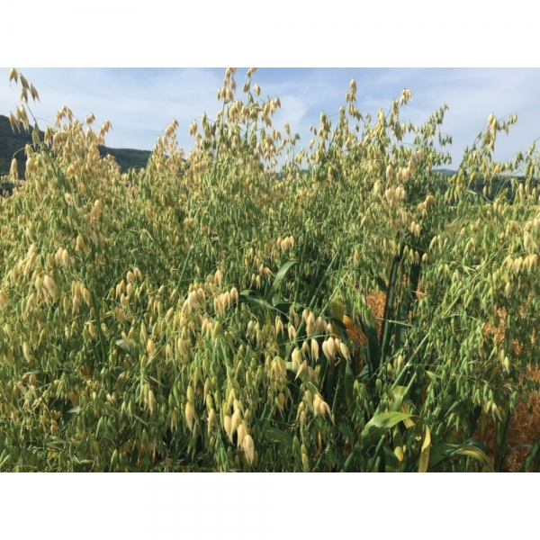 SEMI DI AVENA BIANCA AVENY 2^RIP 25 KG NON TRATTATA