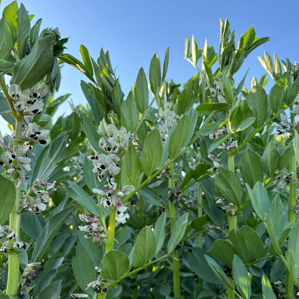 SEMI DI FAVINO BIANCO