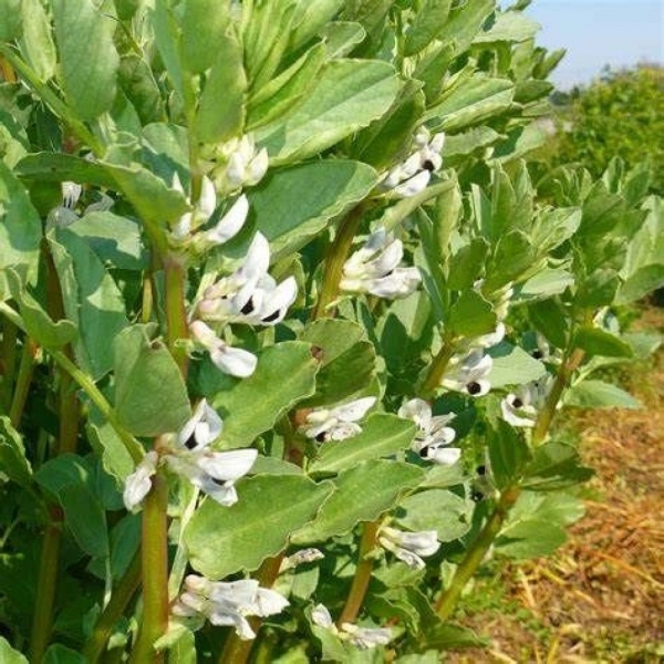 SEMI DI FAVINO CHIARO