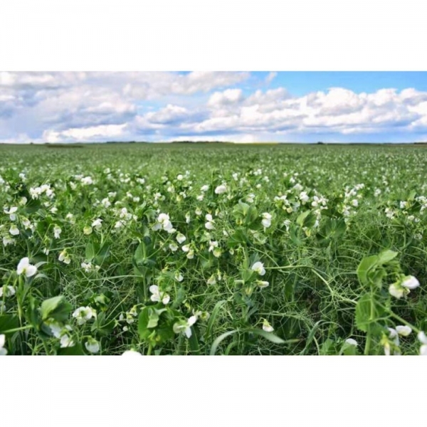 SEMI DI PISELLO PROTEICO