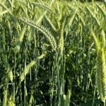 SEMI DI TRITICALE GORILLA 2^RIP 25 KG TRATTATO PROSEED (AMMESSO ANCHE IN AGRICOLTURA BIOLOGICA)