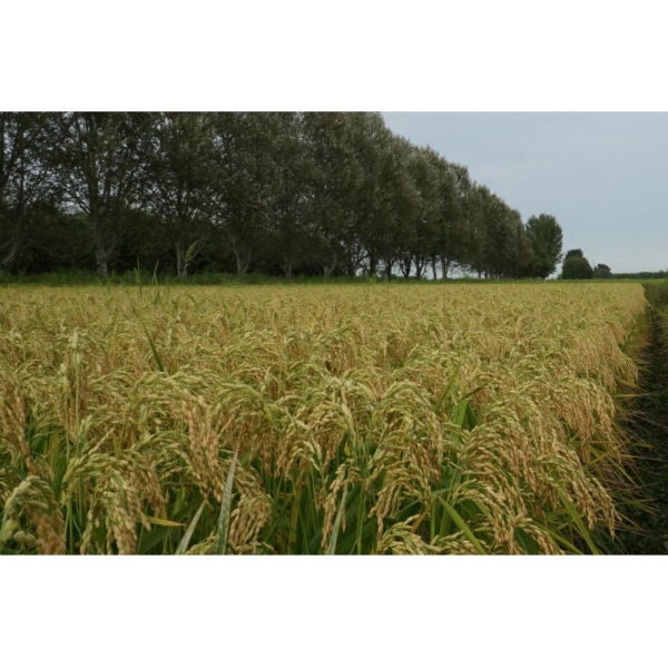 SEMI DI TRITICALE GRIFONE 2^ RIP 500 KG TRATTATO