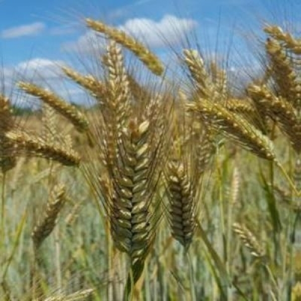 SEMI DI TRITICALE TRIMAXUS 2^RIP 500 KG TRATTATO