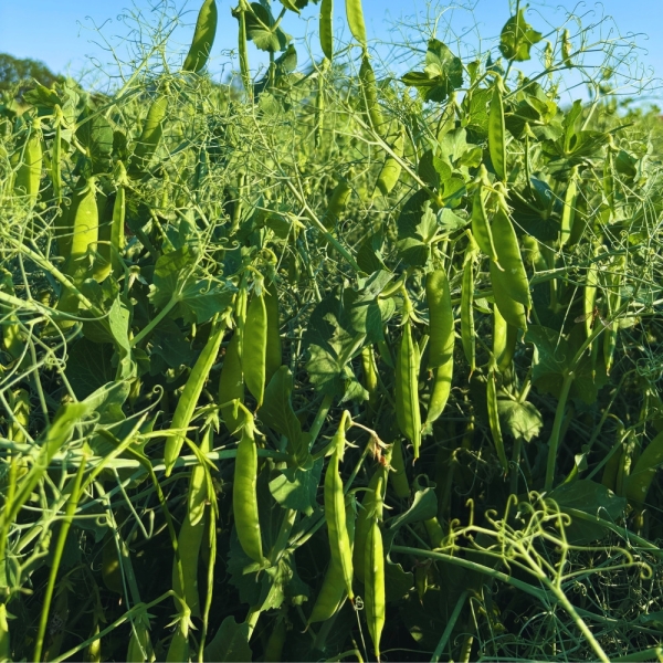 Pisello Proteico Kameleon – 25 kg – Non trattati – Per Granel...