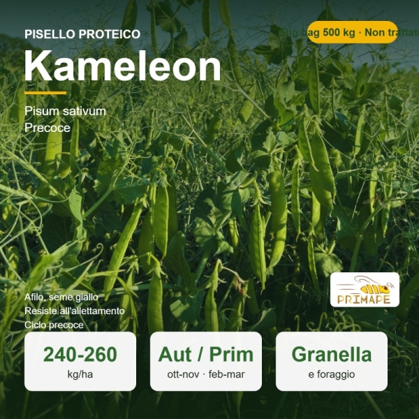 Semi di Pisello Proteico Kameleon – 500 kg Big Bag – Granella e...