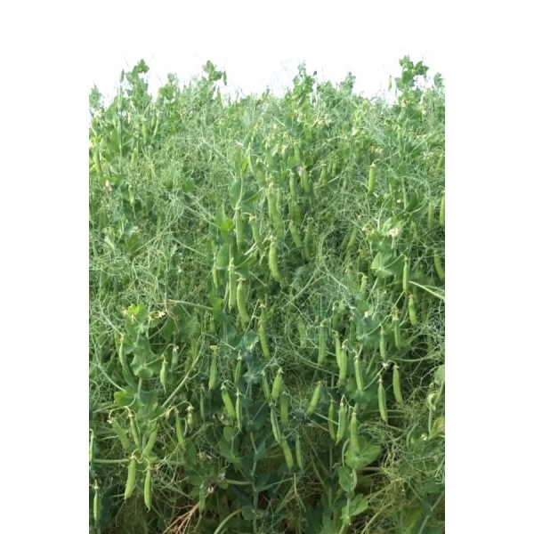 SEMI DI PISELLO PROTEICO KARACTER NON TRATTATO 25 KG