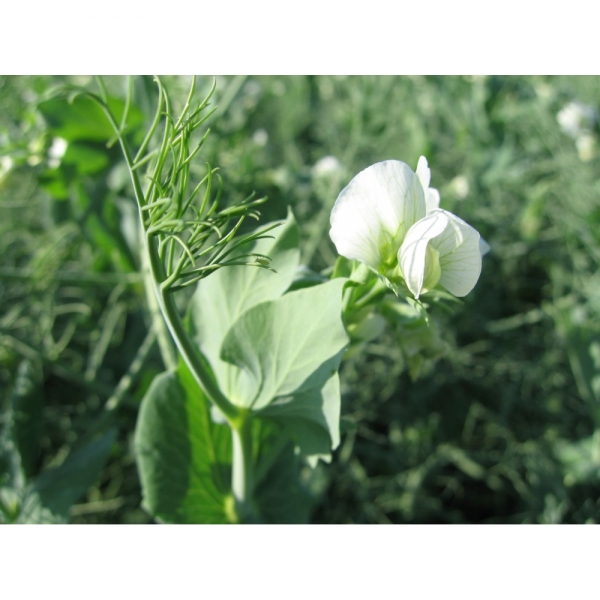 SEMI DI PISELLO PROTEICO GIALLO AUDIT - 25KG NON TRATTATO