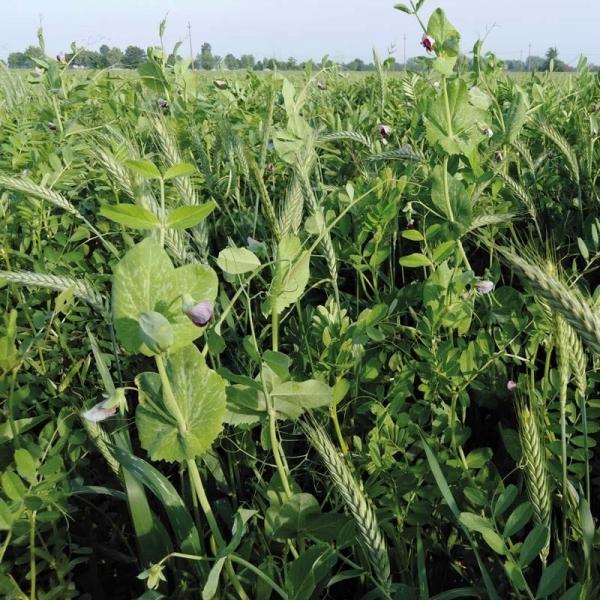 SEMI DI PISELLO SATIVO DA FORAGGIO ARVIKA 25 KG