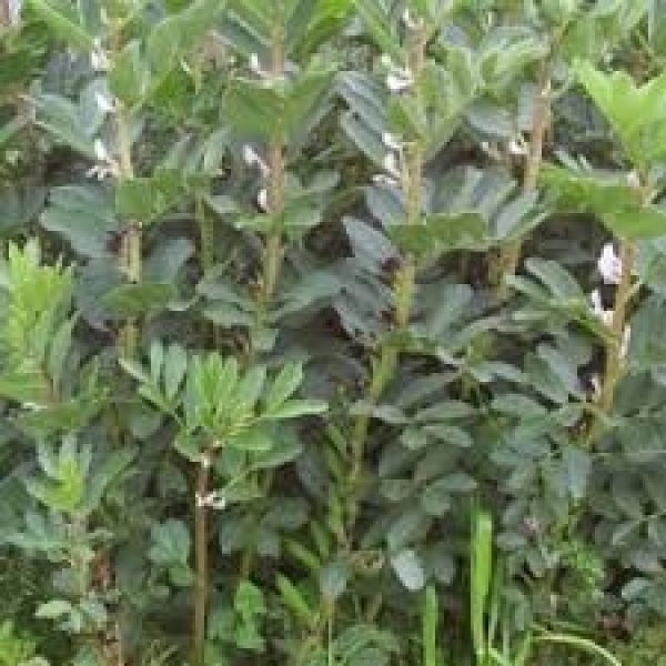 SEMI DI FAVINO B. PROTHABON 101 - 25 KG NON TRATTATO