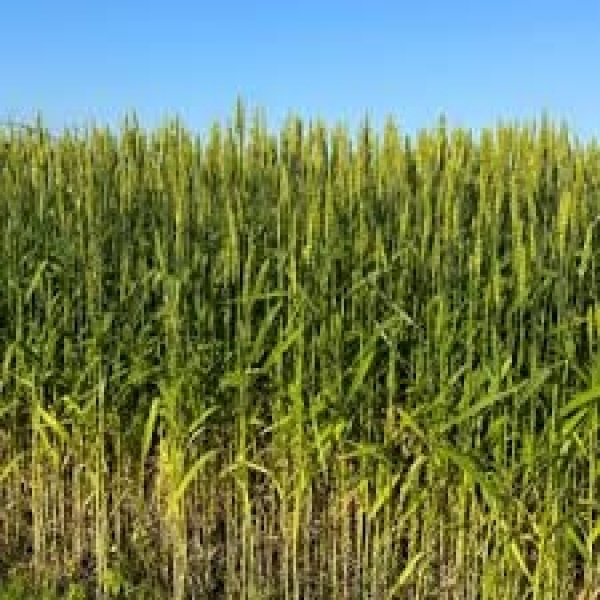 SEMI DI FRUMENTO KWS FERRUM 2^RIP TRATTATO 25 KG